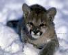 <b>Название: </b>ANIMALS, <b>Добавил:<b> Тимоха<br>Размеры: 1024x768, 252.6 Кб