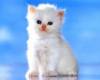 <b>Название: </b>kitty842, <b>Добавил:<b> Тимоха<br>Размеры: 800x600, 252.6 Кб