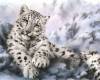 <b>Название: </b>Snow Leopard Wallpaper, <b>Добавил:<b> Тимоха<br>Размеры: 800x600, 252.6 Кб