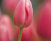 <b>Название: </b>tulip, <b>Добавил:<b> Тимоха<br>Размеры: 338x495, 182.9 Кб