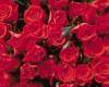 <b>Название: </b>roses, <b>Добавил:<b> Тимоха<br>Размеры: 748x495, 182.9 Кб