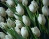 <b>Название: </b>tulips, <b>Добавил:<b> Тимоха<br>Размеры: 1281x1600, 170.5 Кб