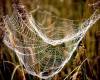 <b>Название: </b>_spider_web, <b>Добавил:<b> Тимоха<br>Размеры: 720x452, 79.5 Кб