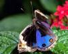 <b>Название: </b>Blue_Pansy_Butterfly83-sitting_on_leaf, <b>Добавил:<b> Тимоха<br>Размеры: 695x621, 60.2 Кб