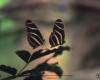<b>Название: </b>L68Butrfly4-Zebra_Longwing_Butterfly_pair, <b>Добавил:<b> Тимоха<br>Размеры: 800x600, 45.7 Кб