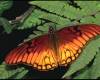 <b>Название: </b>butterfly-49, <b>Добавил:<b> Тимоха<br>Размеры: 532x359, 38.1 Кб