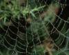 <b>Название: </b>_JT03103-Spider_Web-with_dew, <b>Добавил:<b> Тимоха<br>Размеры: 887x590, 107.6 Кб